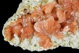 Red-Orange Stilbite Crystal Cluster with Laumontite - Peru #173296-1